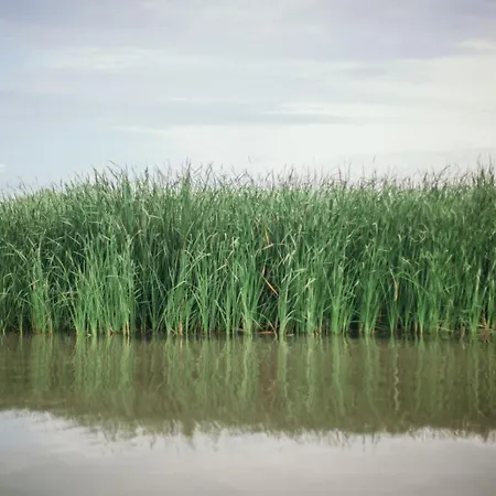 Bivoac In The Danube Delta 度假居 *