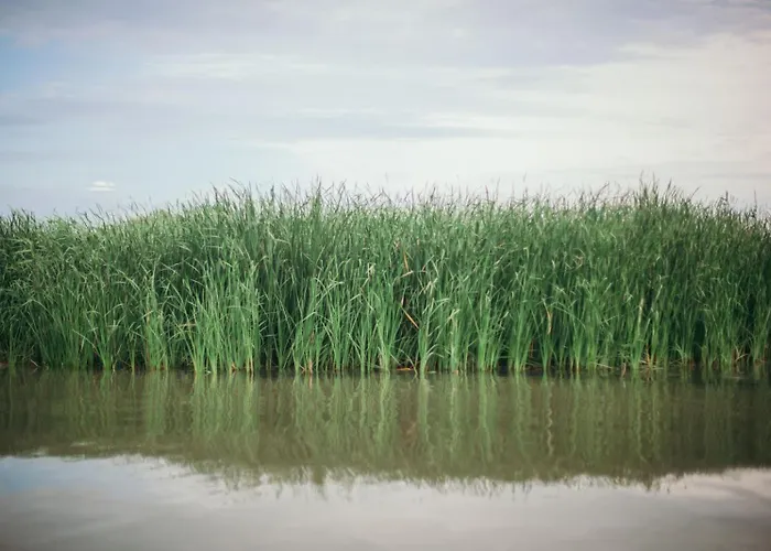 Bivoac In The Danube Delta 度假居 *